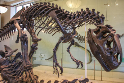 Squelette de dinosaure au museum d'histoire naturelle de New York