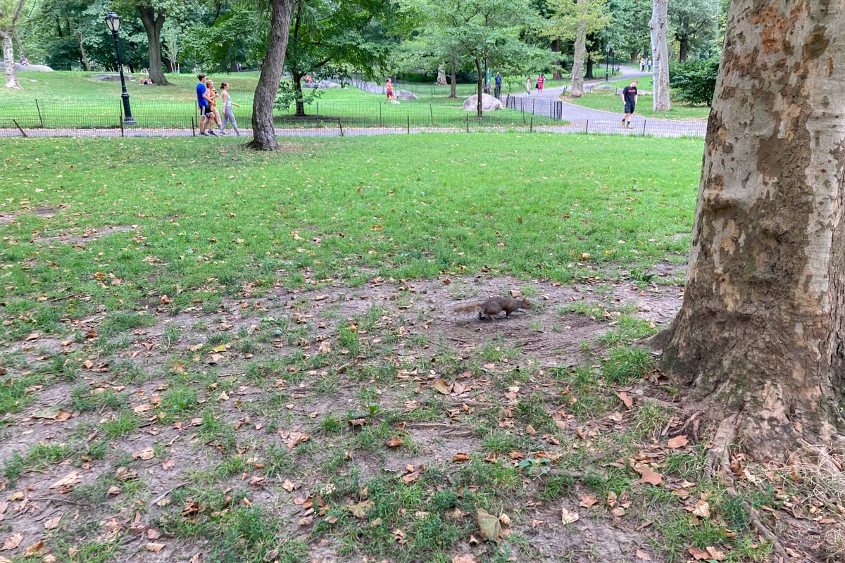 Écureuil dans Central Park