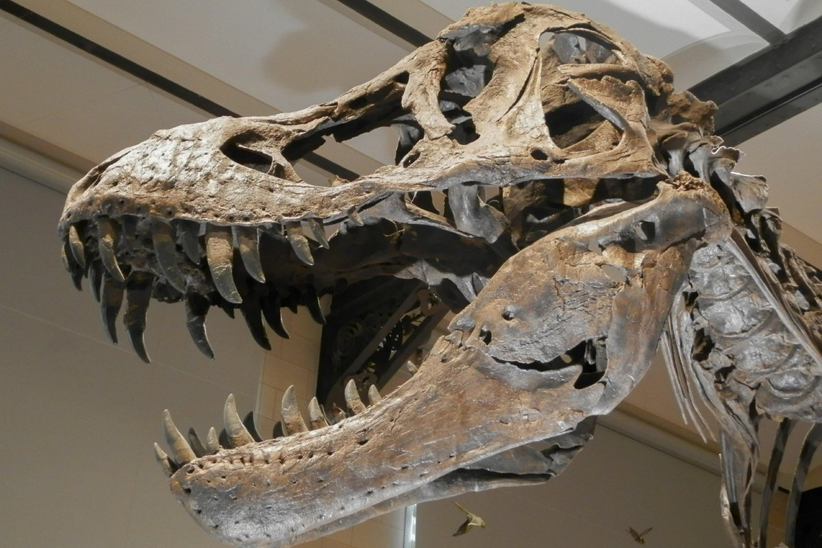 musée d'histoire naturelle
