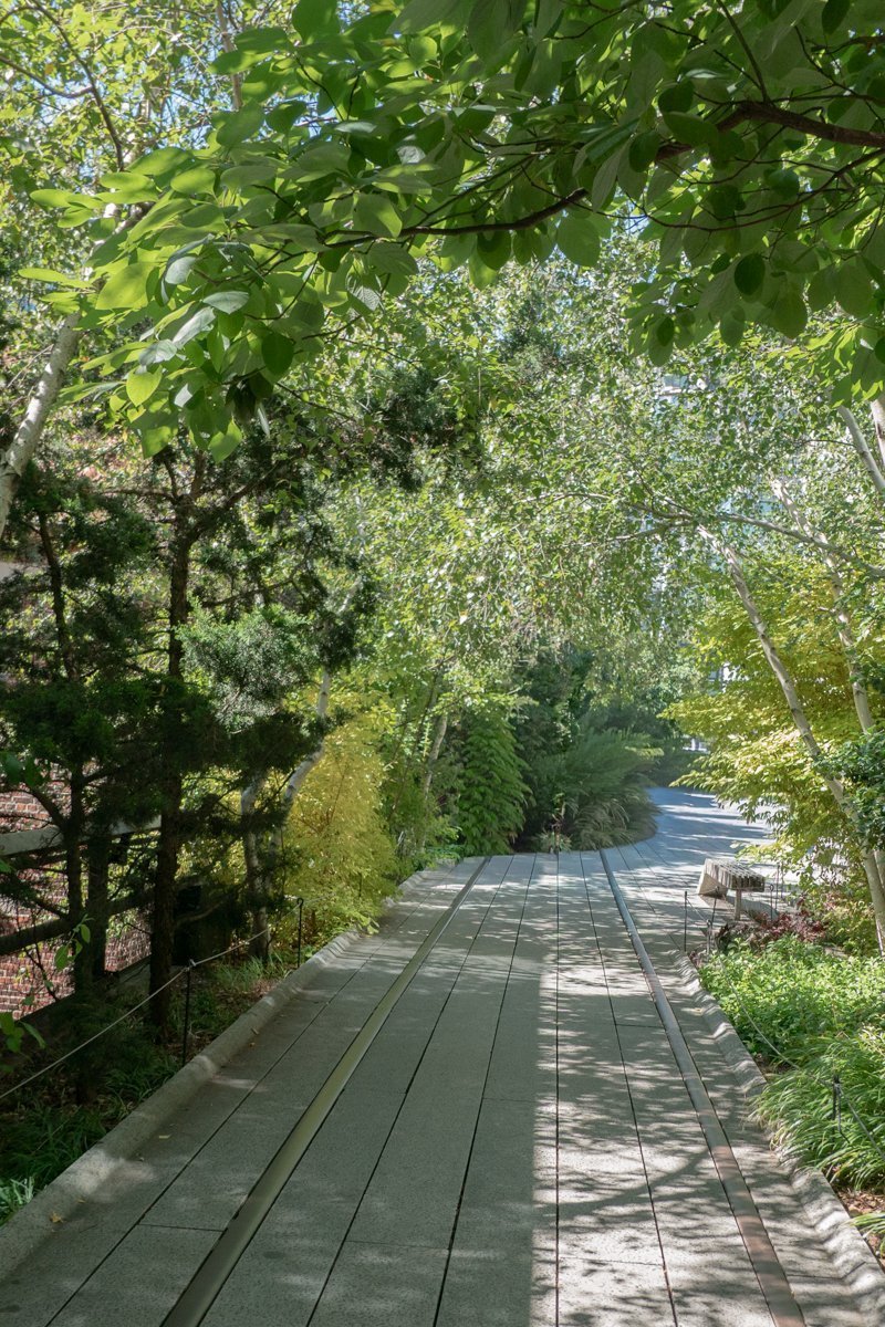 chemin végétation