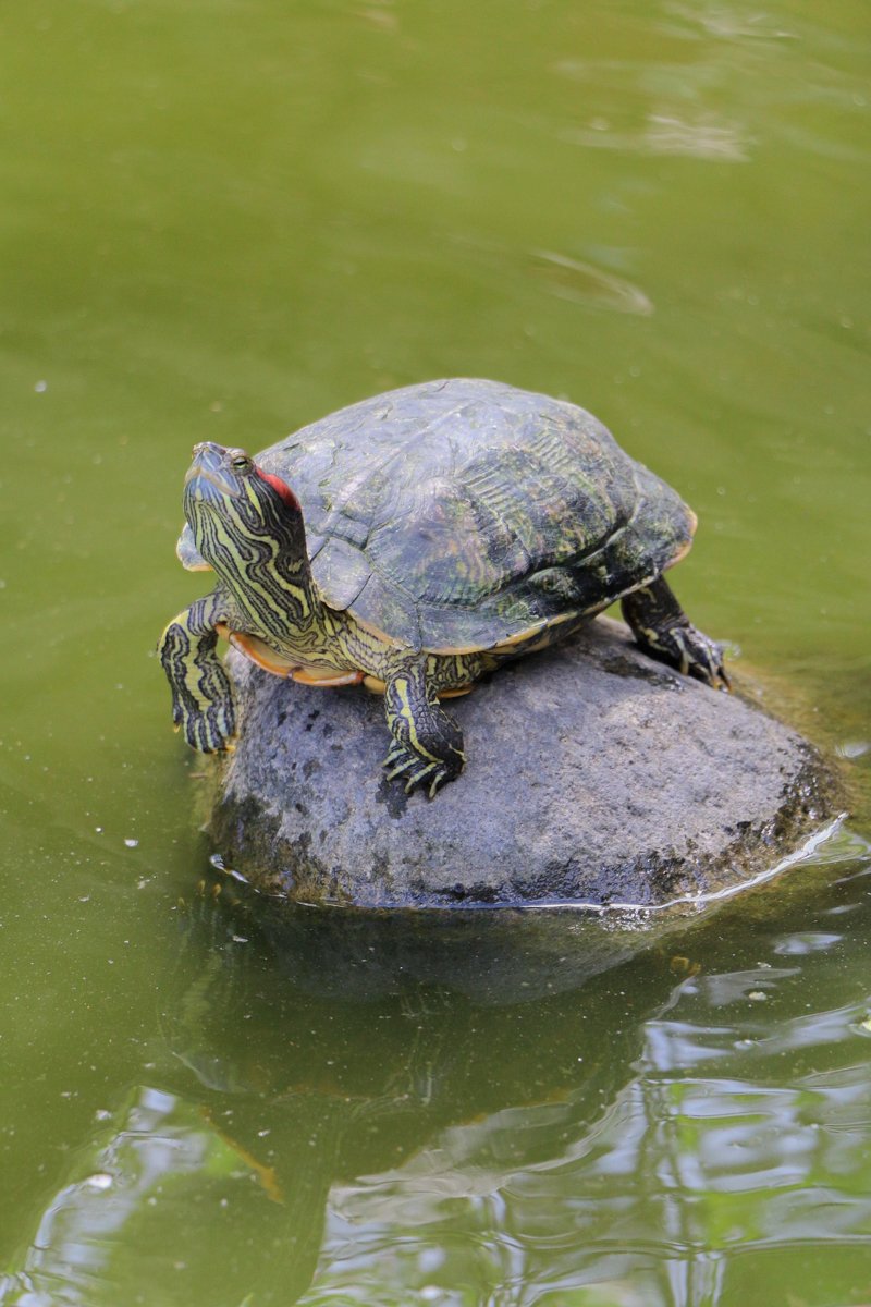 Turtle Pound central park