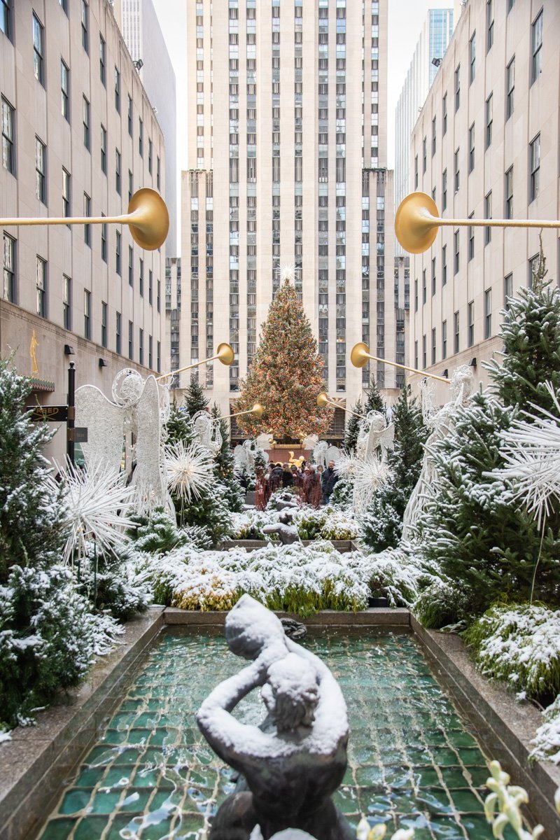 sapin au pied des bâtiments